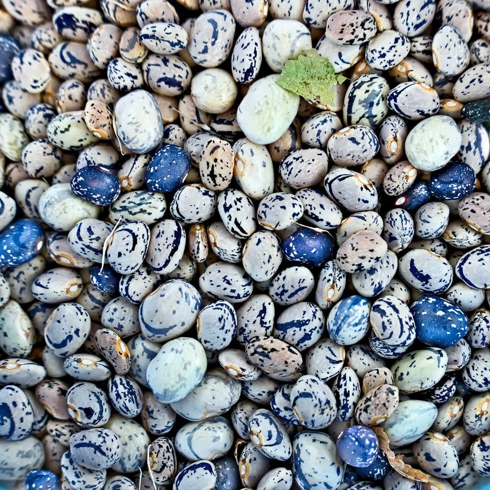 Beans(1).jpg