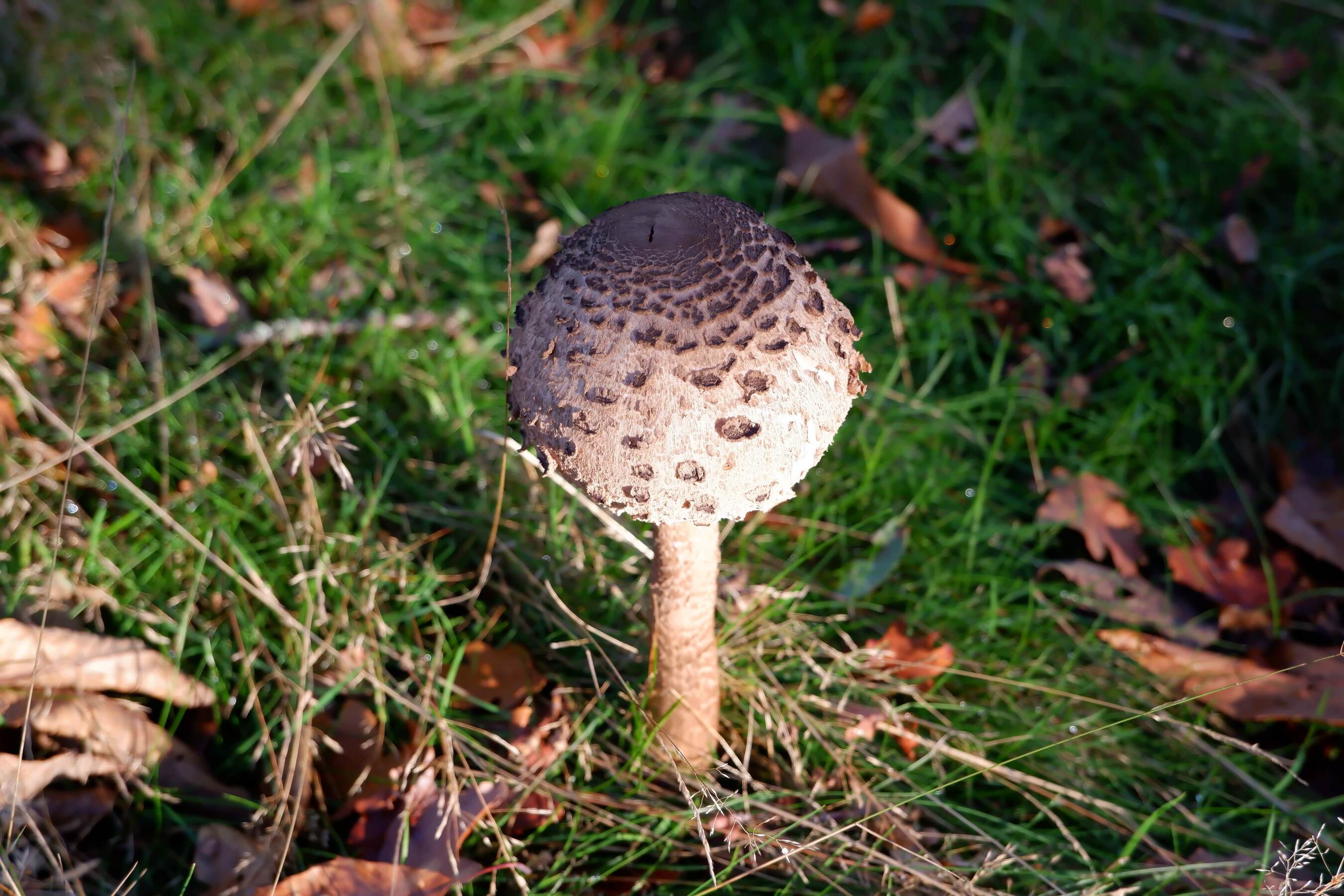 DSCF4695.jpg