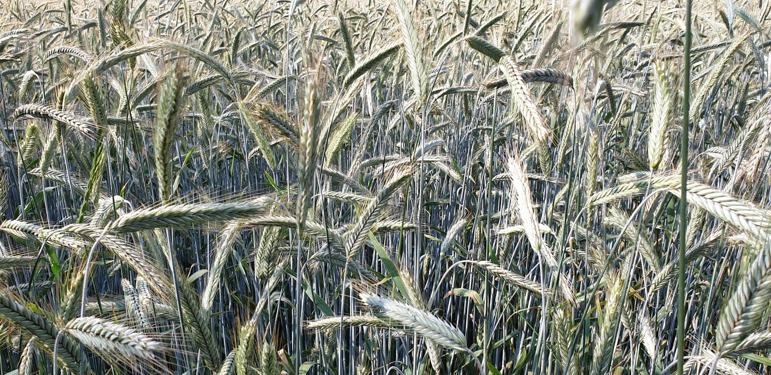 Rye-field.jpg
