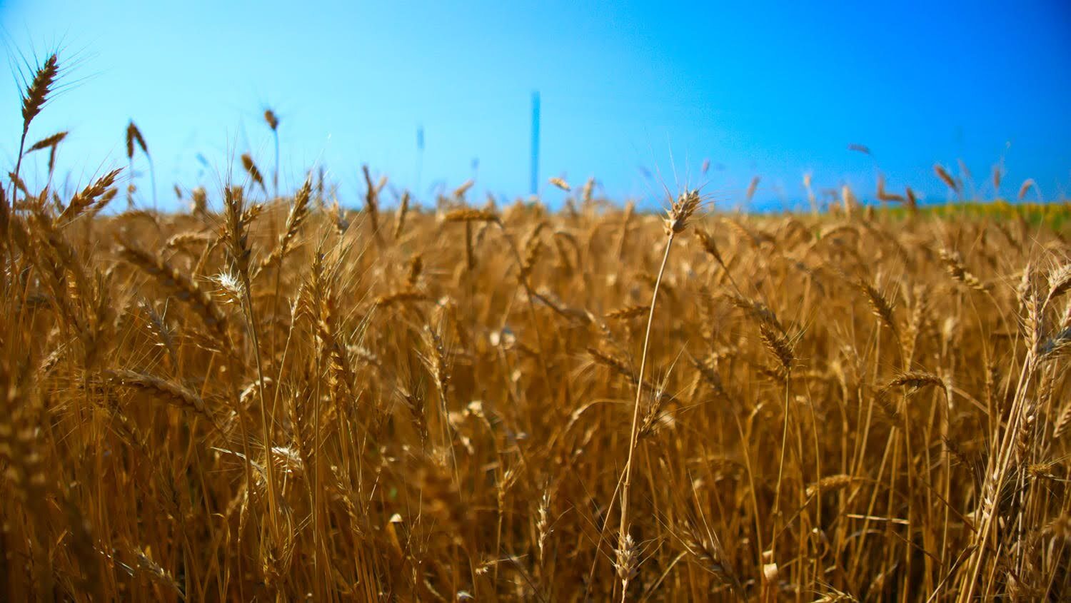 Rye.jpg